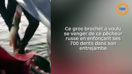 Un poisson mord l'entrejambe de son pêcheur