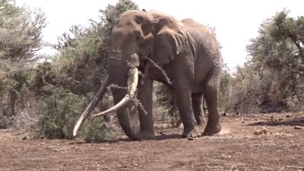 Top 10 tuskers in the world