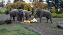 Giant Elephants Eat Giant Pumpkins at Squishing of the Squash 2019