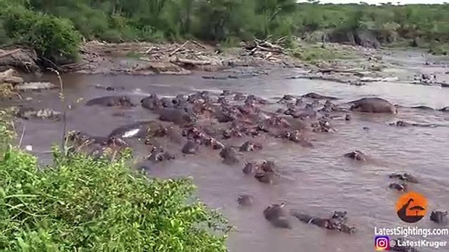 Quand un crocodile se retrouve face 30 hippopotames en colère