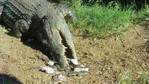 Ce crocodile transporte ses bébés dans sa gueule... Impressionnant