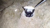 Ce nid d'araignée est bien camouflé dans le sol! Trapdoor spider