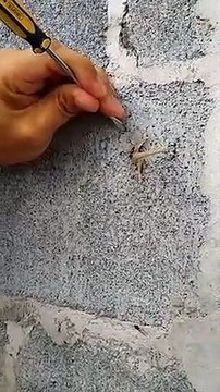 Ce lézard est coincé dans un mur... Sauvetage incroyable
