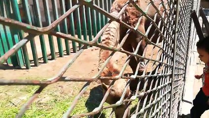 Boy Feeds Out 50 Year Old Hungry Camel