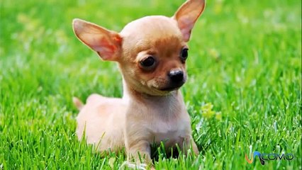Sobrevive al ataque de un oso gracias a la heroica intervención de su perro chihuahua