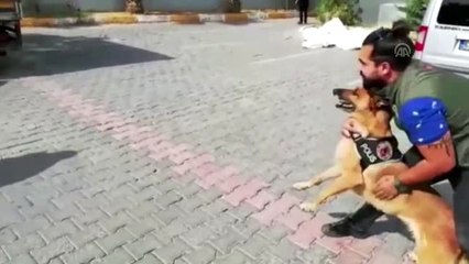 Odun talaşının altına gizlenmiş 254 kilogram esrar ele geçirildi