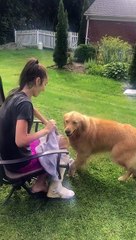 Golden Retriever Fetches Towel for Owner to Dry Him Off
