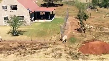 Alquilan esta casa turística donde vives rodeado por más de 70 leones