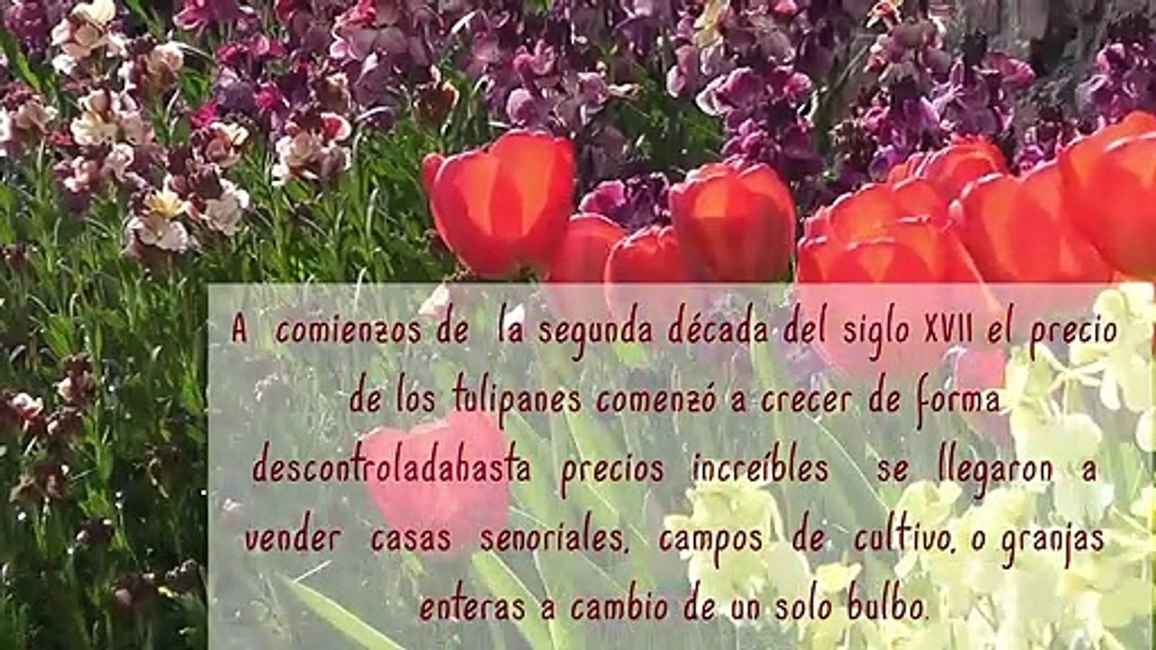 ¿Tulipanomania? Camilo Ibrahim Issa te lo explica