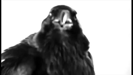 Raven Logo Adobe After Effects Template