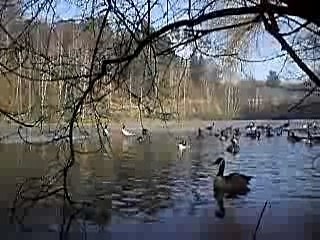 Les oies se reposent-22 décembre 2007