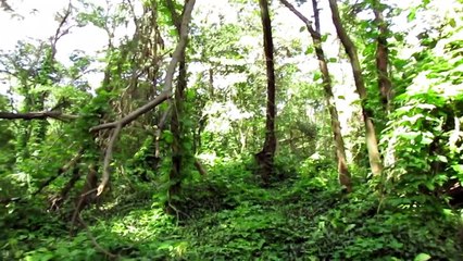 SONS da NATUREZA - Pelas TRILHAS da floresta