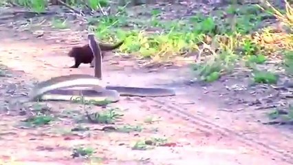 MAMBA  VS.  MONGOOSE      तुरंत देखो - गोंदिया - gondia - Tirora - Tumsa ( 360 X 640 )