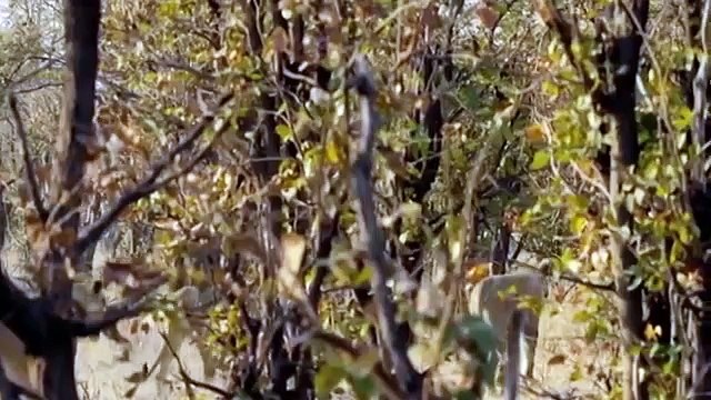 A lucky day of The Elephant vs Lion Real Fight Lion attacks Animal fight back Nature Wildlife