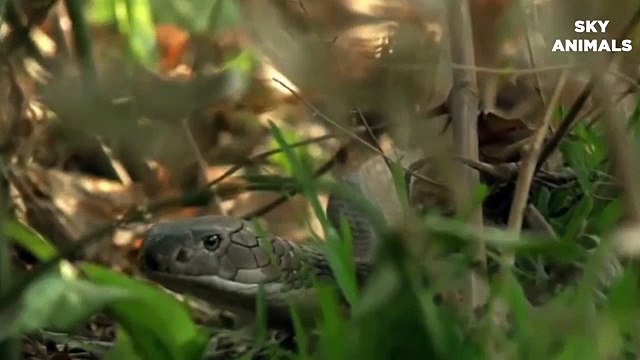 Amazing ! King Lion Save Impala From Python Attack Lion vs Snake Animals Save Another Animals