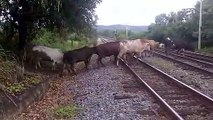 ANIMALS CROSSING FOR TRACK