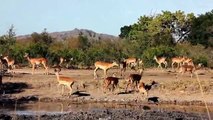 Amazing Hippo Save Impala From Lion Hunting   Animals Hero   Animals save another animal