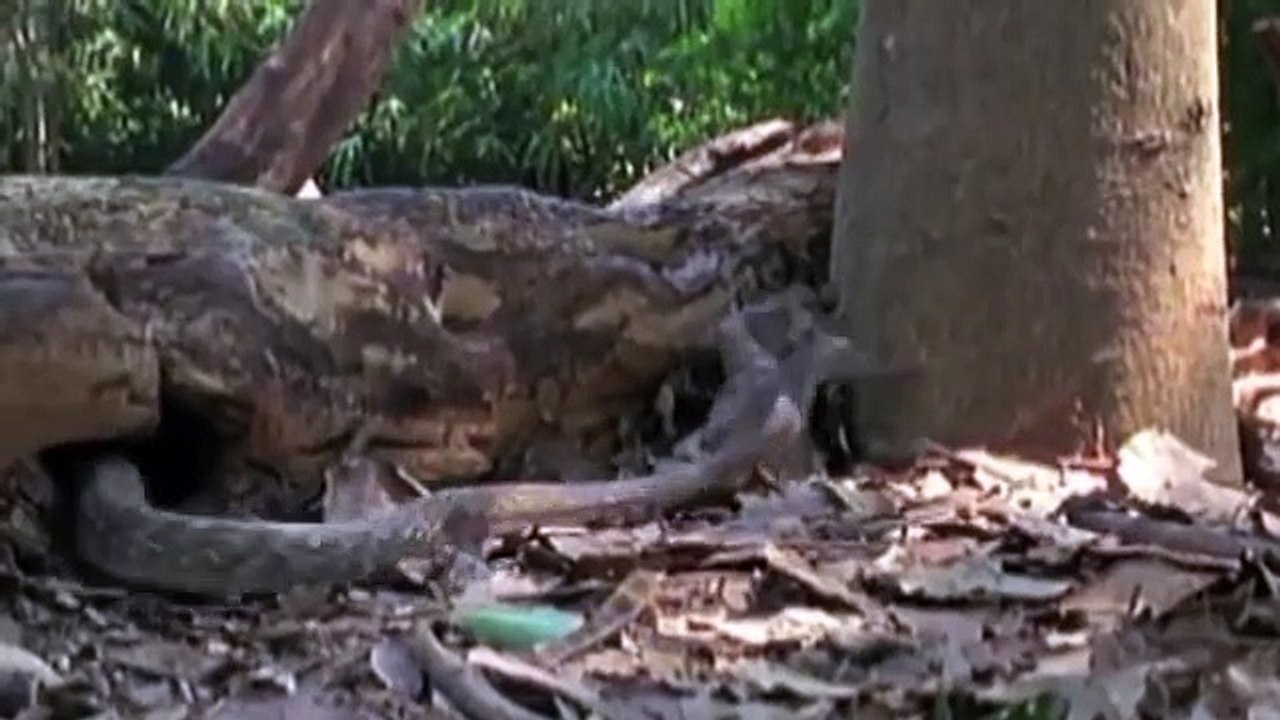 Amazing King Cobra Attack Lizard Dragon Komodo   Snake vs Lizard The Reptiles of the Desert