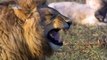 Funny Lion Laughing Lion Laughing in Funny way 2019
