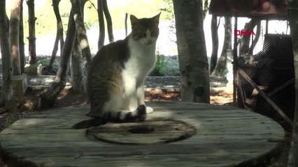 Samsun 'kedi kasabası'nda kedilerin keyfine diyecek yok