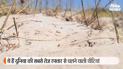 दुनिया की सबसे तेज़ चलने वाली चीटियां
