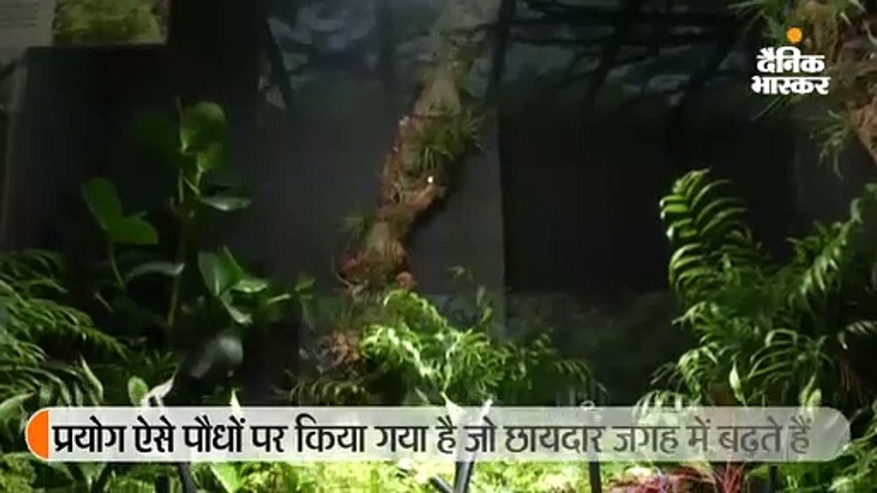 पौधे ने ली दुनिया की पहली बोटेनिकल सेल्फी, हर 20 सेकंड में कैप्चर करता है एक तस्वीर