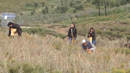 La Gran Bellotada Ibérica busca sembrar 25 millones de bellotas