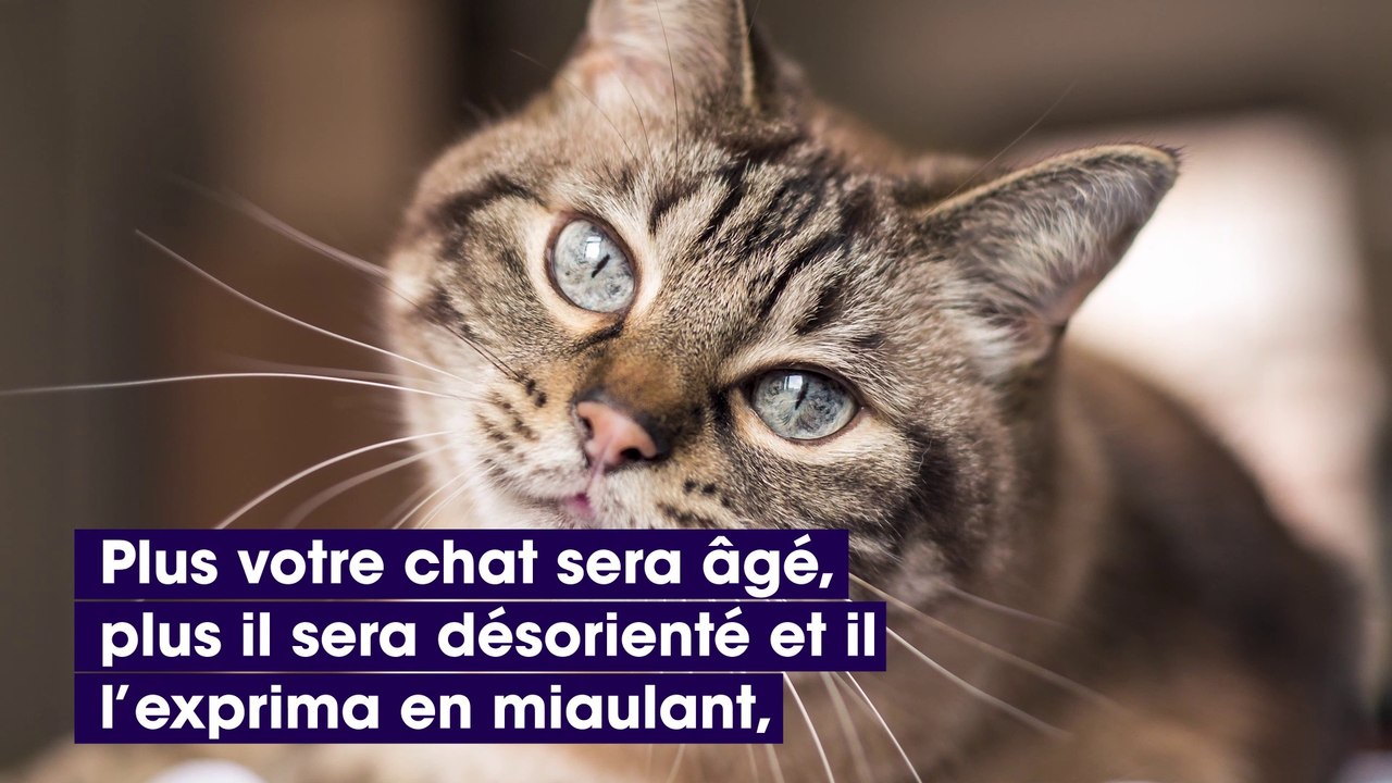Voici les 5 raisons pour lesquelles votre chat miaule