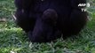 Critically endangered baby gorilla born in Brazil zoo