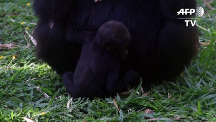 Tải video: Critically endangered baby gorilla born in Brazil zoo