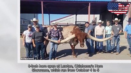 Скачать видео: Une vache Texas Longhorn bat le record du monde des cornes les plus longues