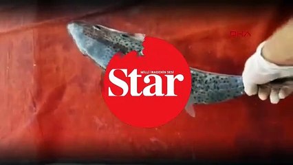 Balon balığı teneke içecek kutusunu parçaladı