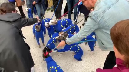 Perros anti Brexit en London Charing Cross Station