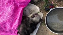 Trabzon işkence görüp ölüme terk edilen köpeğe sahip çıktılar
