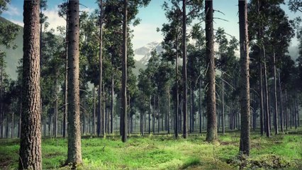 Arise4Nature | Southeast Asian Haze