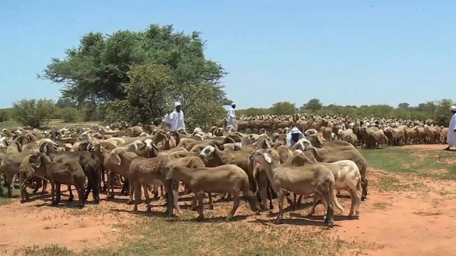 بالسودان.. إجراءات احترازية ضد حمى الوادي المتصدع