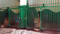 Separated Lion Got Depressed Of Female Fight