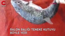 Balon balığı teneke kutuyu böyle yedi