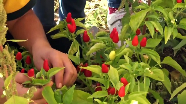 Öğrencilerden okul ve pansiyon bahçesinde meyve sebze üretimi - BİNGÖL