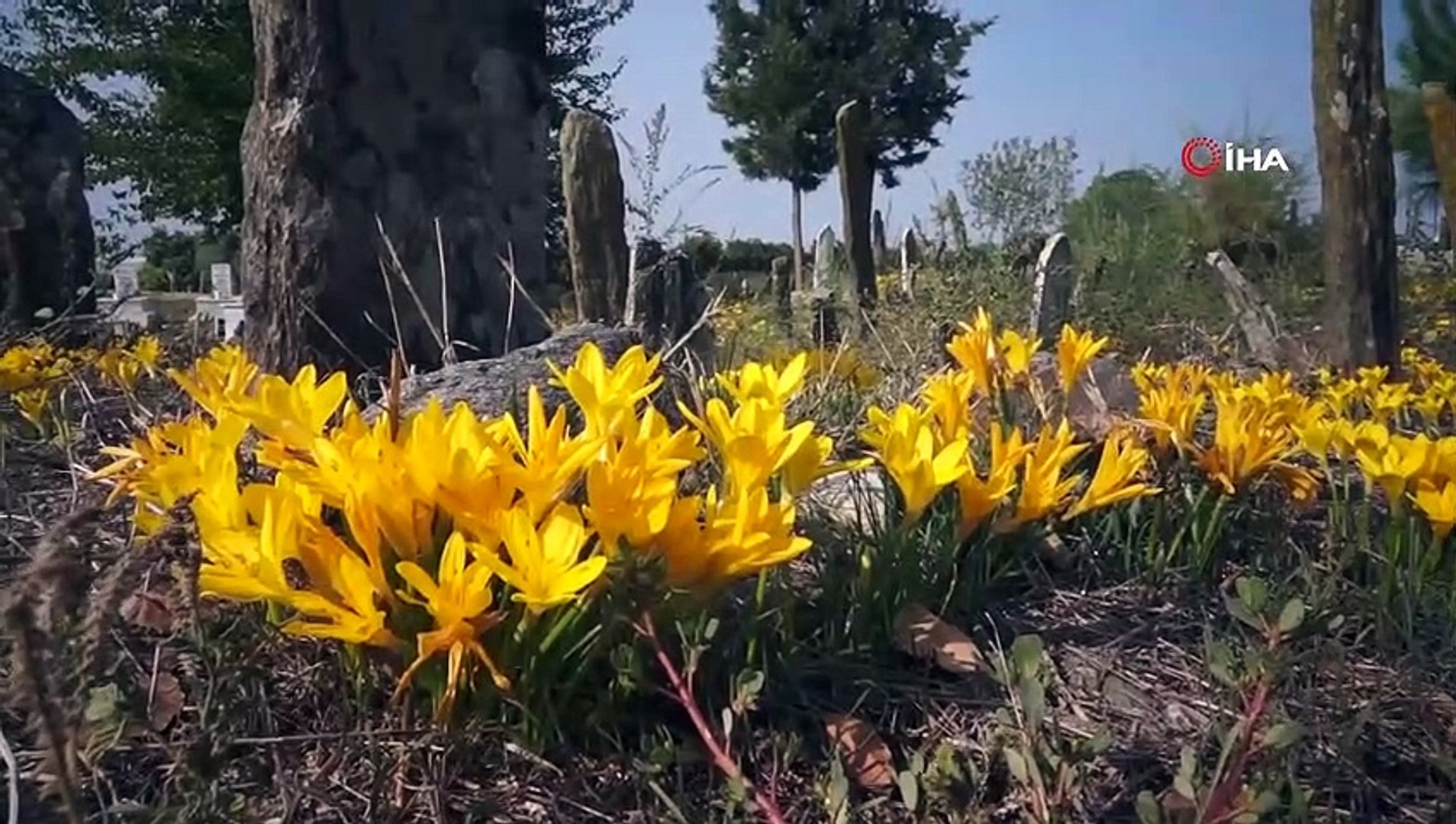 Sarı çiğdemler 200 yıllık mezarlığı her yıl sarıya bürüyor - Dailymotion  Video