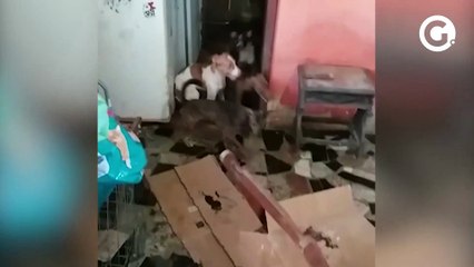Mais de 50 cachorros encontrados na casa de família presa em Guarapari
