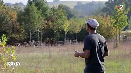 Avec l'agroforesterie, les arbres et les haies reviennent dans les champs pour restaurer un écosystème vertueux