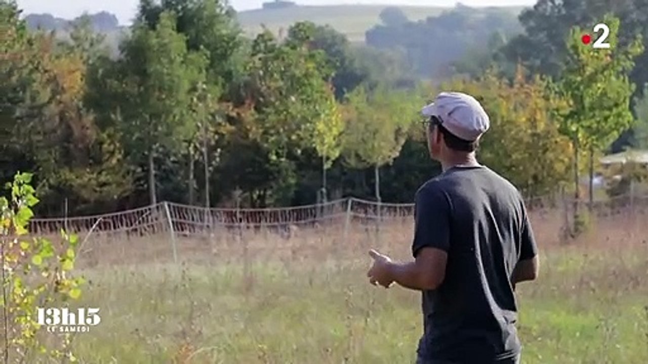Avec l'agroforesterie, les arbres et les haies reviennent dans les champs pour restaurer un écosystème vertueux