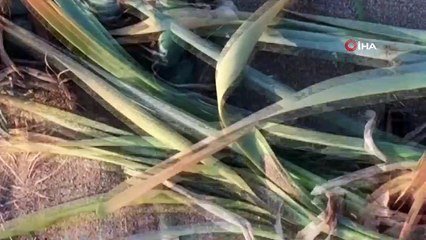 60 bin cezaya aldırış etmeyerek kum zambaklarını kopardılar