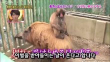36★원숭이 미와 & 멧돼지 우리보