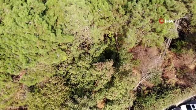 Sarıyer'de acıkan domuz sürüsü şehir merkezine indi