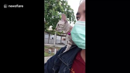 Kitten rides on owner's shoulder on motorcycle
