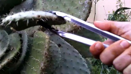 Como Podar Plantas de  Nopal o Xoconostle