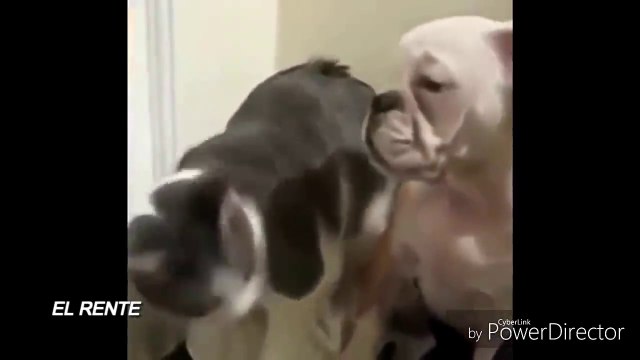 #1 SI TE RIES PIERDES NIVEL DIOS (RECOPILACION MEJORES VIDEOS DE RISA) _HD