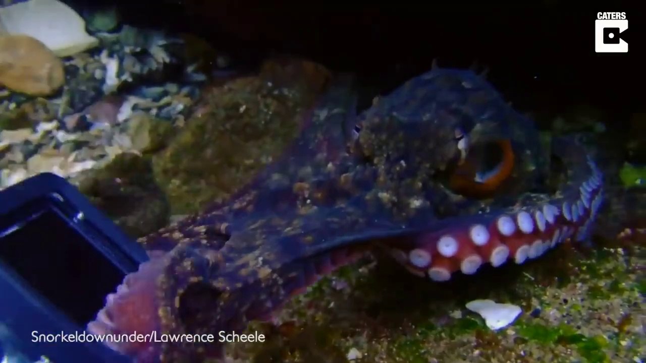 Un poulpe veut voler la caméra d'un plongeur